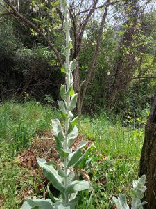 438799135_396084083270700_2580707724637253214_n